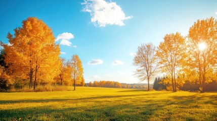 Autumn field with golden trees under bright sunlight. Ideal for nature, fall, or landscape stock