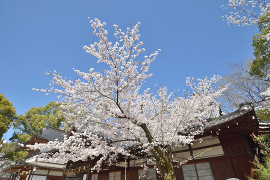 馬 馬の絵 桜 花の絵 テクスチャーアート さくら