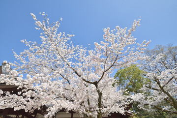 藤森神社の桜