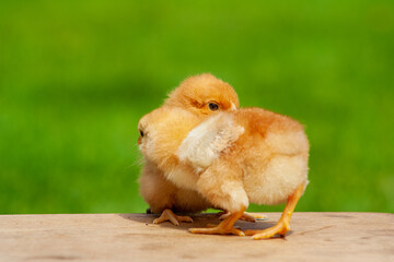 Two fluffy yellow chicks play together in a sunny farmyard setting, surrounded by vibrant green...