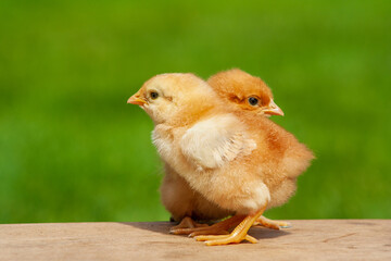 Two adorable chicks standing together on a wooden surface against a blurred green background, symbolizing innocence and nature.