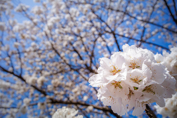 Beautiful Ivory or White Cherry Blossoms blooming in blue sunny sky on nature background