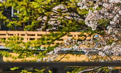 Cherry Blossoms with Green Foliage and Wooden Bridge in Shakujii River Area, Tokyo