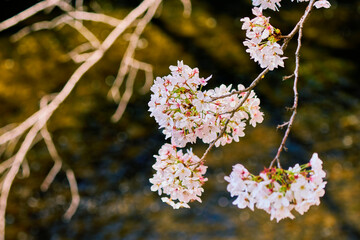 Close-Up of Sakura Blossoms with Bokeh Background by Shakujii River, Tokyo