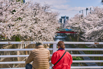 Fototapeta na wymiar Elderly Couple Sitting on Bridge and Enjoying Cherry Blossoms in Tokyo