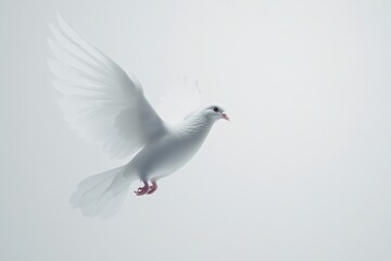 Fototapeta premium White dove with open wings flying gracefully on a light background