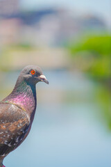 鳩のアップ