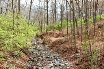 The creek in the forest on a sunny fall day.