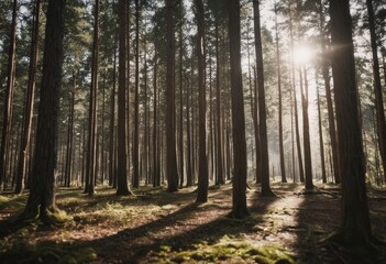 Fototapeta premium Serene sunlit pine forest with sun rays through trees