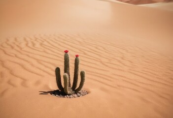 Solitary cactus with red blooms in sunlit desert sandscape