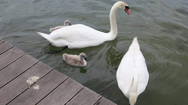 Swans and cygnets swimming near a wooden pier. A pair of majestic white swans with two fluffy cygnets swimming peacefully near a wooden pier on a calm lake.