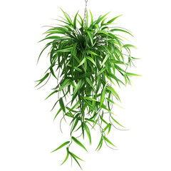 Naklejka premium 3D Hanging Spider Plant with Long Trailing Leaves Isolated on Transparent Background