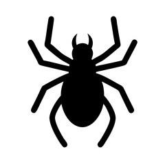 black spider isolated on white background