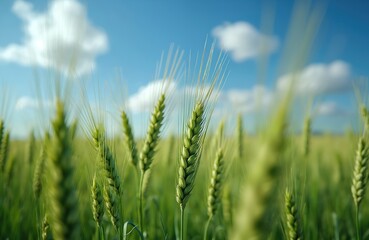 Obraz premium Green wheat field against blue sky. Ripe wheat ears, summer harvest landscape background. Wheat field, agriculture, countryside. Rural nature background, harvest season, natural food.