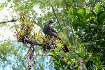 Colombian chachalaca perched in a tree in its natural habitat. Amazon guan perched on a moss-covered branch in a tropical forest.