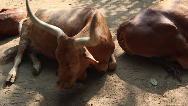 group of ankole cows	
