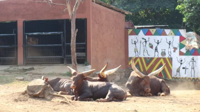 group of ankole cows	