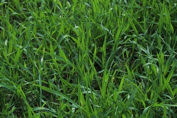 green grass background