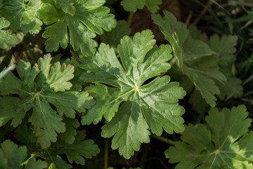The Erodium cicutarium