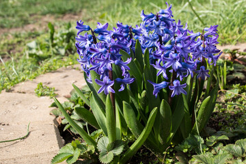 Spring awakening of hyacinth (Hyacinthus) in the garden.