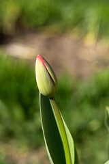 Magnificent tulip (Tulipa gesneriana)