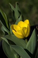 Magnificent tulip (Tulipa gesneriana)