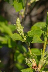 Jelly cherry (Prunus padus).