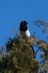A striking Eurasian magpie, with its characteristic black head and tail contrasting sharply with its white underparts and shoulder patch, is perched atop a coniferous tree against a clear blue sky 