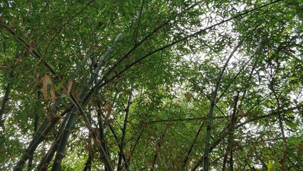 Tall, green bamboo trees swaying gently in the breeze, serene and lush.