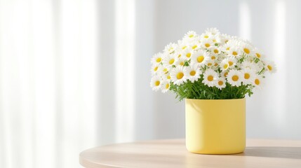 Fresh bouquet of daisies in a yellow pot