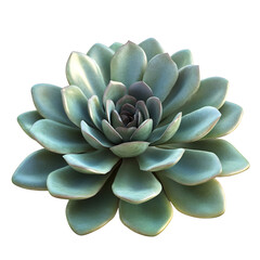 A 3D Low Maintenance Succulent with Thick Fleshy Leaves Isolated on Transparent Background