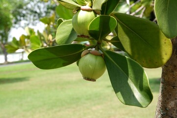 Green fruits of Copey clusia or Antognaph tree in the garden.