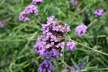 Verbena purple flowers blooming in the park