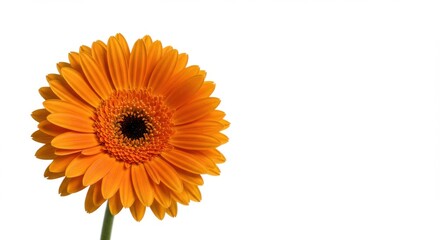 Vibrant Orange Flower Blossom in Full Bloom on White Background