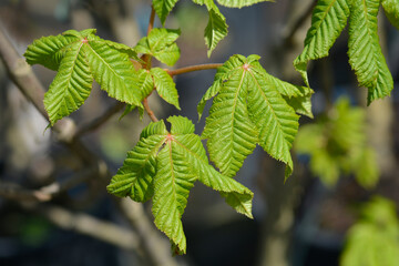 Red horse chestnut Briotii new leaves