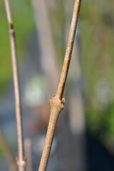 Chinese sweetshrub branch with winter buds