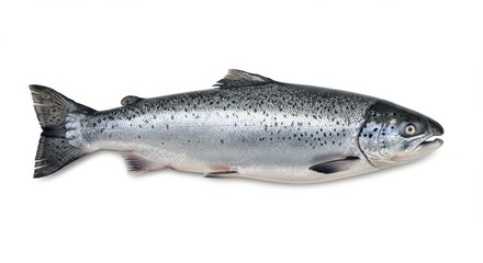 Fototapeta premium Fresh Silver Fish Close-up Showing Details Isolated on White Surface