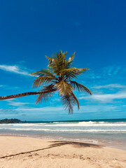 Palm Tree Beach Ocean Sand Tropical Vacation Paradise Travel Tourism