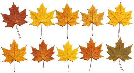 Fototapeta premium Arrangement of Autumn Maple Leaves Displaying Seasonal Color Variation