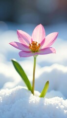 Obraz premium Delicate flower blooms on a snowy white surface, stem, petal, white background