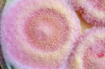 Fusarium fungi colonies on potato dextrose agar, photograph showing cottony texture and pigmentation. Causes keratitis, onychomycosis, fusariosis.