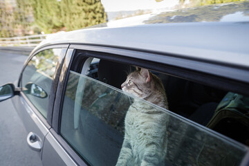 Cat sticking head out car window