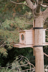 Bird feeder on a tree