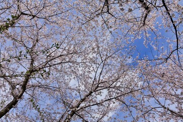 空と桜の木