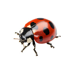 Vibrant Ladybug Crawling Across a Leaf Isolated on Transparent Background