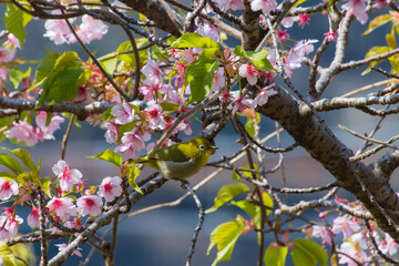 桜とメジロ