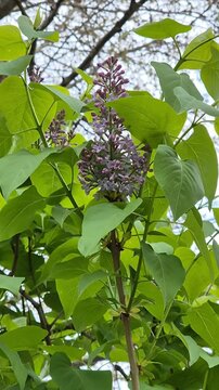 Lilac branch on a couldy day in spring