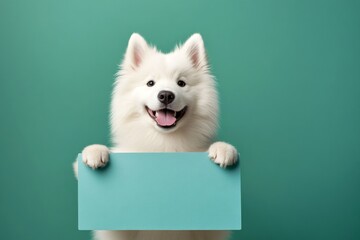 Ad dog photo. Dog ad poster. Isolated hound on a solid clothing green background. Ð¡ute dog samoyed hold in front paws a prototype - large blue boulevard sign. Poster design with beast.