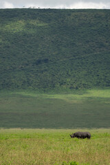 Obraz premium A single rhino stands in the dense grass of the savannah in the middle of the Ngorongoro Crater in Tanzania Africa, the crater rim in the background is clearly visible 