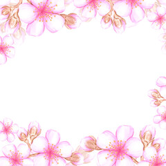 Hand drawn watercolor cherry blossom branch frame border. Illustration of flowers isolated on white background. Can be used for postcard, album, scrapbook and other printed products.